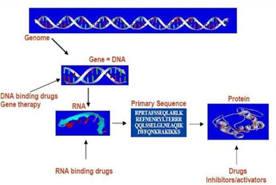 Central Dogma of Biology