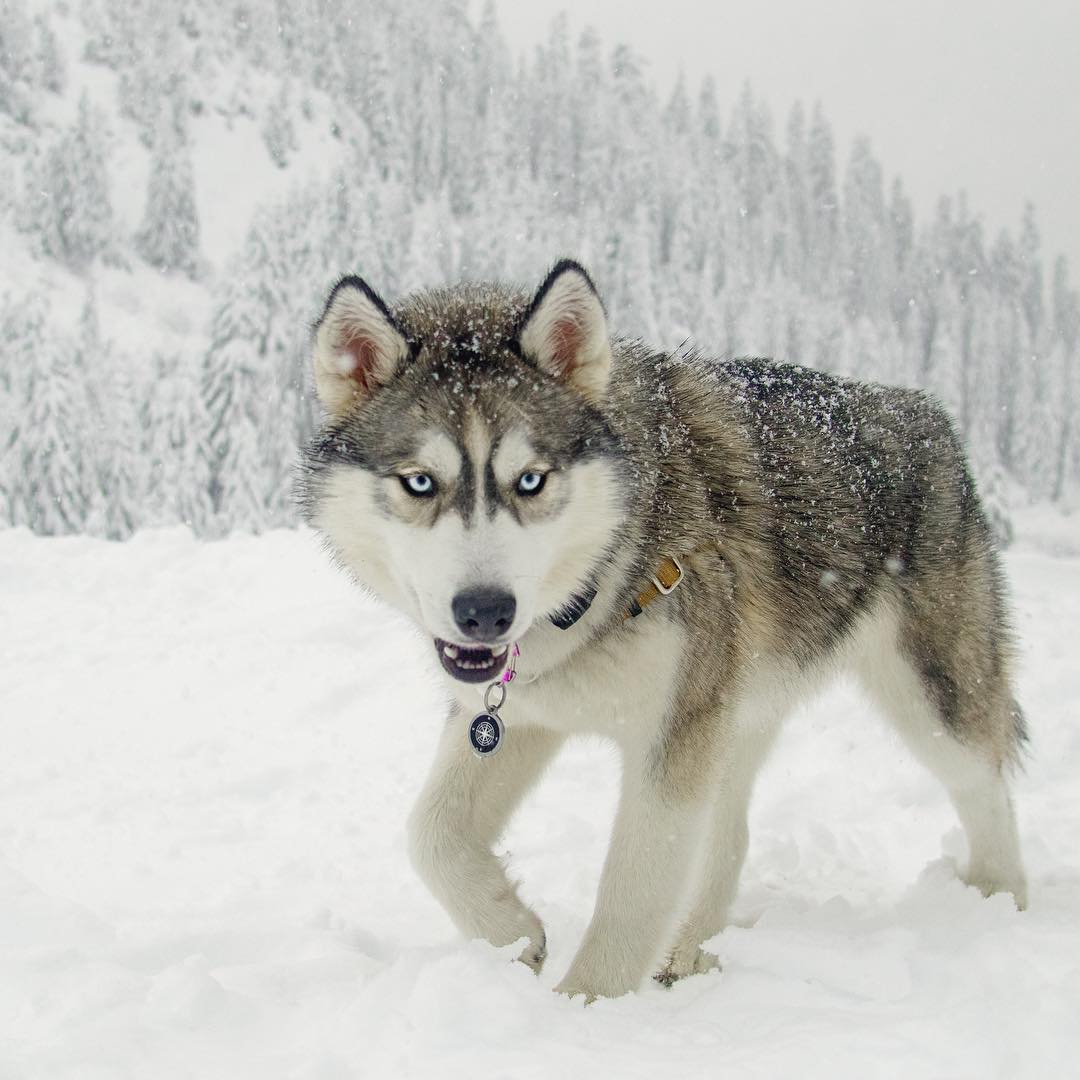 wolf grey husky