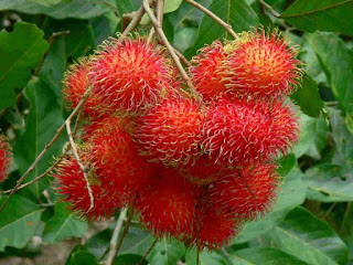 Pohon rambutan merupakan pohon buah asli daerah tropis PANDUAN MENANAM POHON BUAH RAMBUTAN