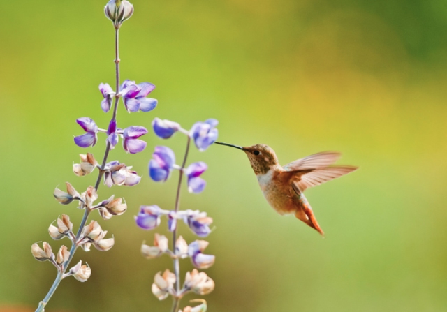 Pictures Of Flowers Hummingbirds Like Pictures Of Flowers Hummingbirds Like