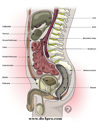 peritoneum peritoneum