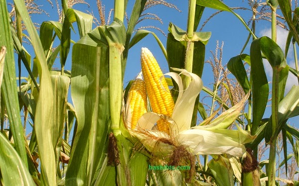 Manfaat Sehat Rambut Jagung Manfaat Sehat Rambut Jagung