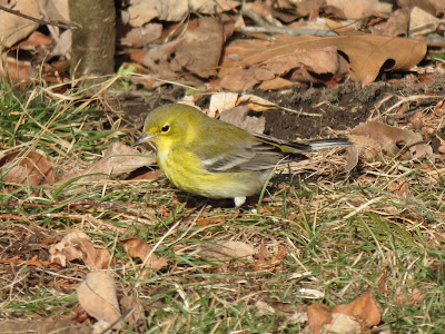 Male Pine Warbler, Lake Ontario Park, Kingston, Ontario, Canada