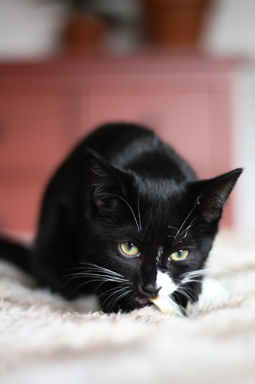 Feline Foodology: Treats with salmon & trout by Natures Menu Feline Foodology: Treats with salmon & trout by Natures Menu