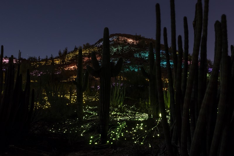 Bruce Munro: Sonoran Light at Desert Botanical Garden