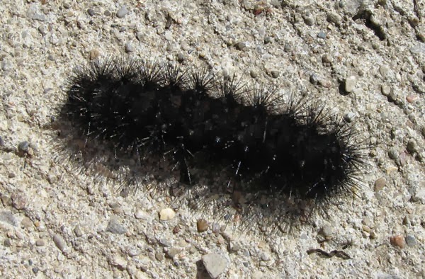 CURRENT EVENTS: Wooly Worm Weather Predictions