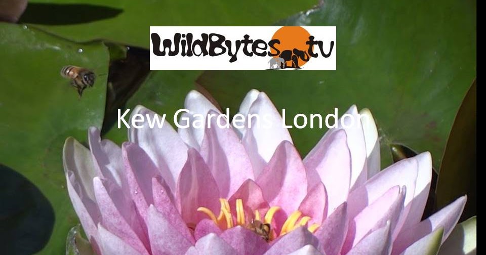 Wildbytes TV-Watch Our Latest Videos 