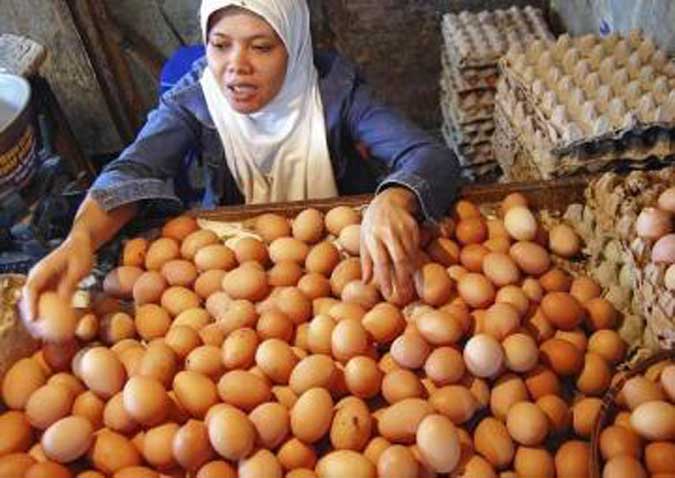 Agen Isyaratkan Harga Telur Ayam Di Ambon Bergerak Naik Ambon, Malukupost.com - Agen telur ayam, Inang mengisyaratkan harga komoditas itu dalam waktu dekat akan bergerak naik, menyusul naiknya harga di Surabaya sebagai sentra produksi sekaligus daerah pemasok. "Memang harga telur ayam ras sekarang ini sudah terjadi perubahan naik di tingkat agen maupun distributor, dari Rp240.000 menjadi Rp250.000/ikat (180 butir)," ujarnya di Ambon, Jumat (13/4). Perubahan harga naik di tingkat agen sebesar Rp10.000/ikat, namun untuk harga eceran di pasar masih bertahan walaupun bervariasi yakni Rp1.500 hingga Rp1.600/butir. Sementara harga telur ayam kampung Rp2.500 hingga Rp3.000/butir.