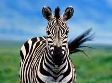 zebra mirando de frente a la cámara
