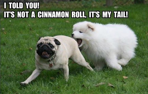 37 pug memes you ll love daily focal