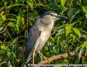 Ranganathittu Birds Night Heron Ranganathittu Birds Night Heron
