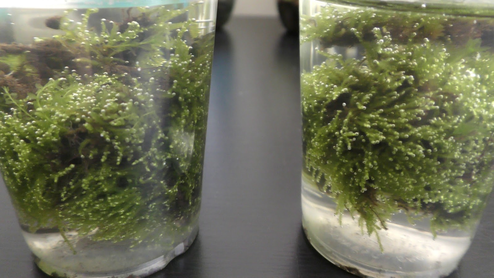 Random Bits Growing Land Moss in Aquarium