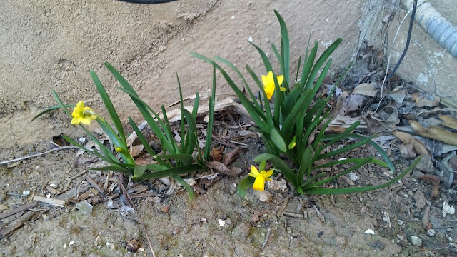 three tiny yellow daffodils