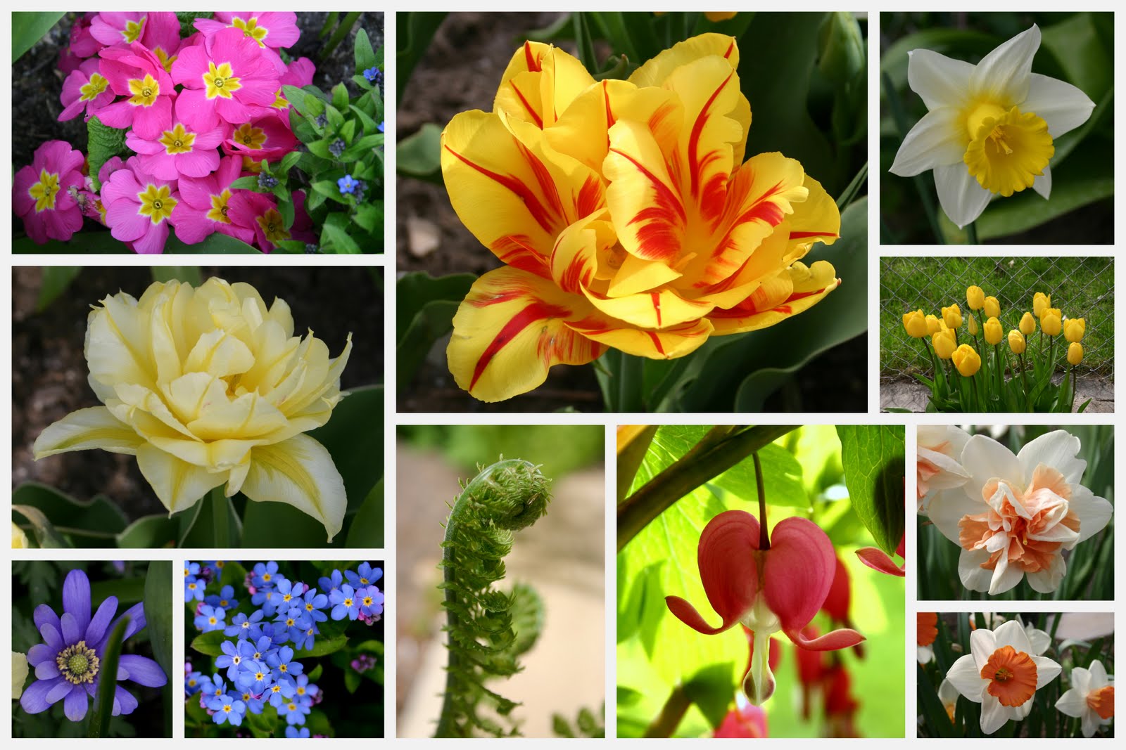 WATERING HOW OFTEN SHOULD A PERENNIAL GARDEN BE WATERED? Sowing the