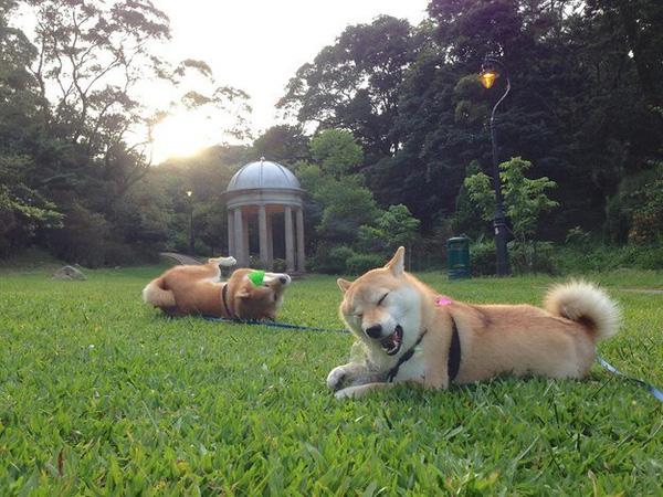Gặp gỡ gia đình cún Shiba Inu qua bộ ảnh dễ thương "nhất quả đất"