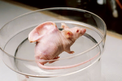 Organos desarrollados en animales podría ser trasplantados en humanos
