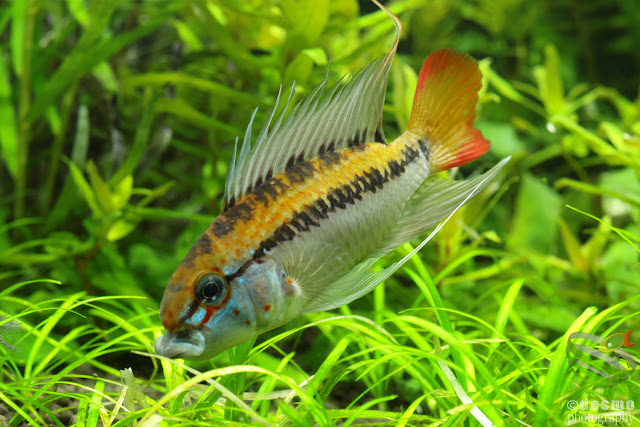 Apistogramma sp. D25