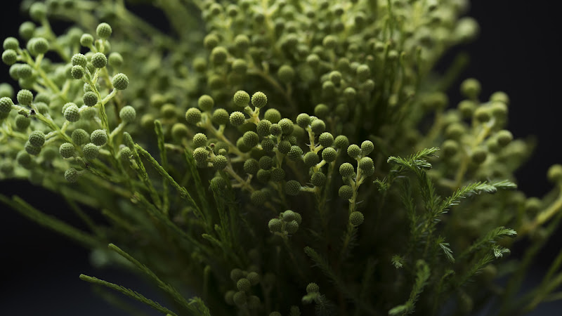 Pure Greenish