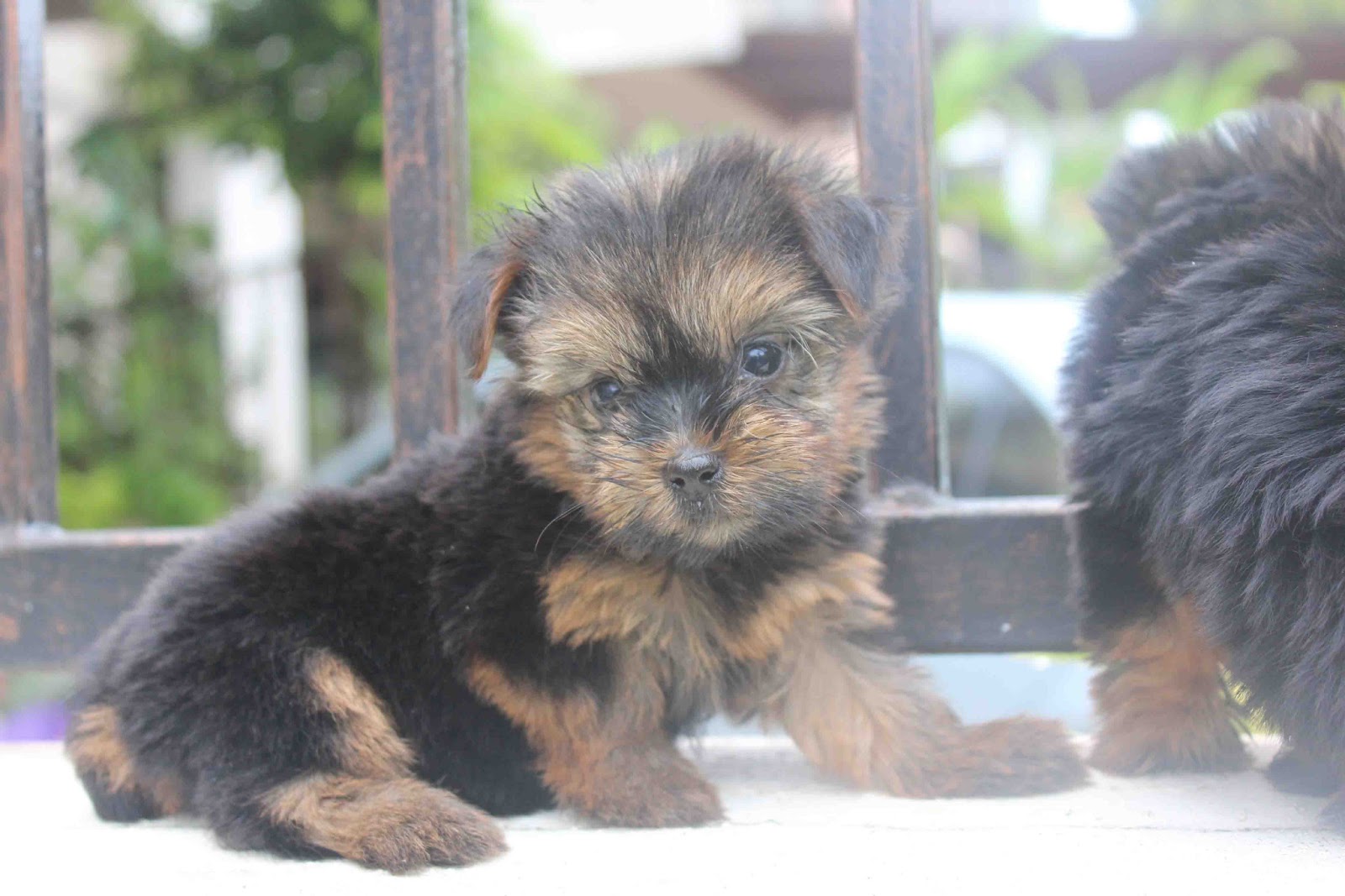 LovelyPuppy: Silky Terrier Puppies