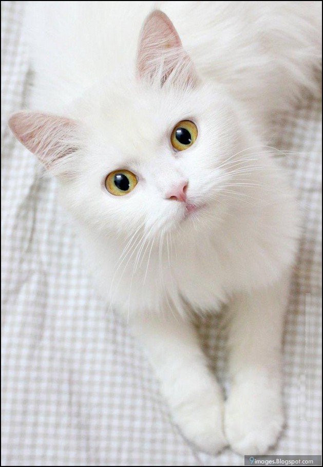 cute, cat, white, meow, beautiful