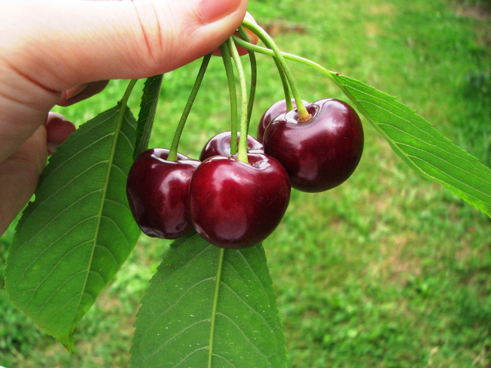 Lunarka's Treasure Box Cherry picking feels like childhood