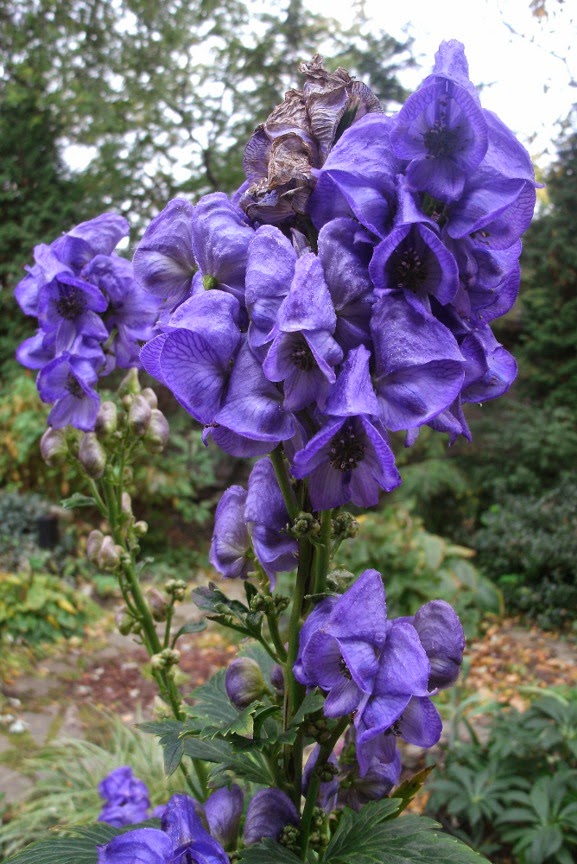 Aconitum carmichaelii arendsii Autumn monkshood by garden muses-not another Toronto gardening blog Aconitum carmichaelii arendsii Autumn monkshood by garden muses-not another Toronto gardening blog