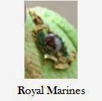 http://queensjewelvault.blogspot.com/2014/06/the-royal-marines-badge.html