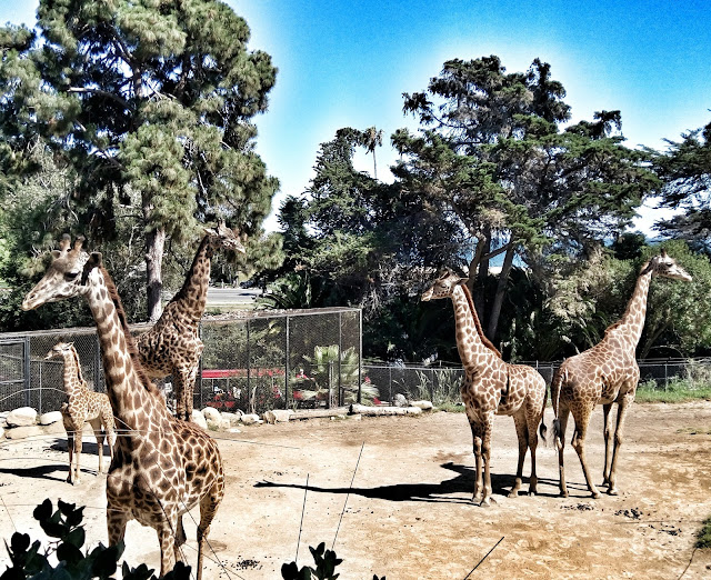 SB Zoo SB Zoo