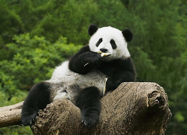 Vidio Panda Lucu Sedang Bermain Dengan Mainan Anak-anak