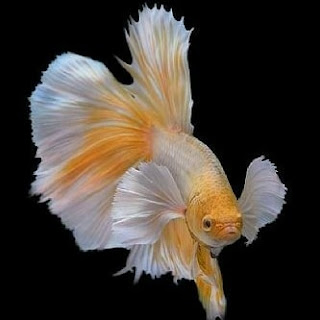 kumpulan wallpaper ikan cupang kumpulan wallpaper ikan cupang
