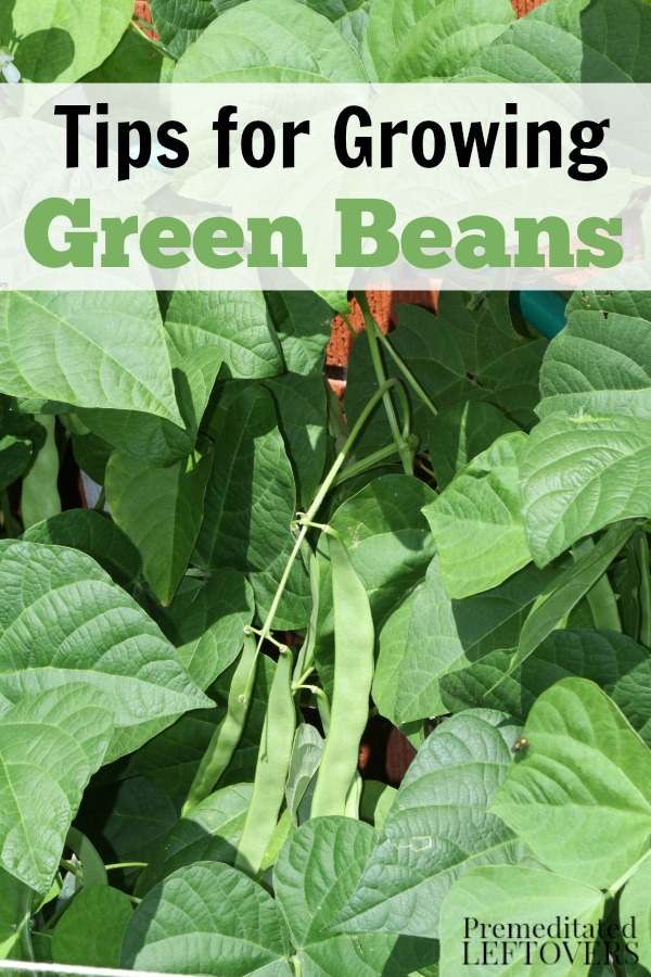 Planting Beans Tips for Growing Beans in Your Garden