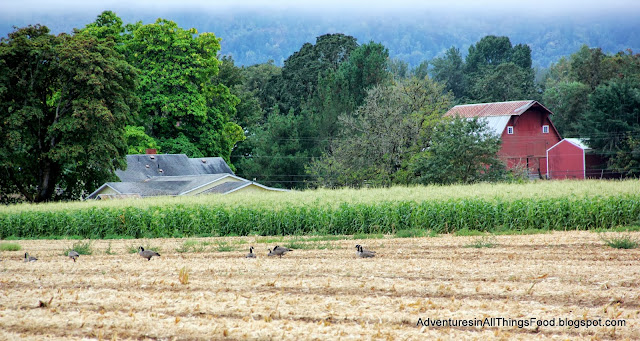 Canadian Geese in cornfield