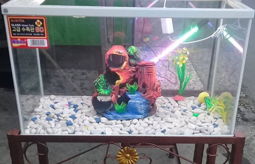 Toko Aquarium Air Laut Di Tangerang Aquarium Air Laut Dan Aquascape