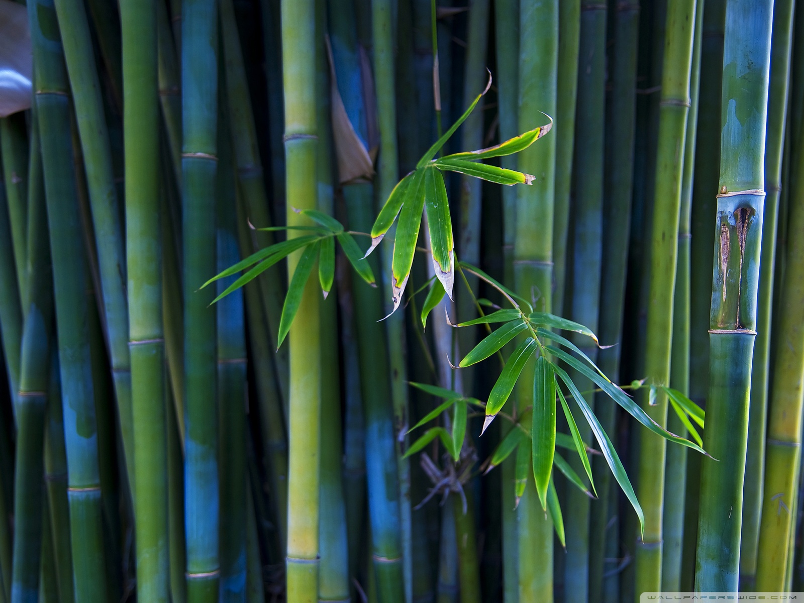 Bamboo Textured Wallpaper