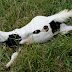 Kambing Jenis Ini Juga Pusing Dan Pingsan