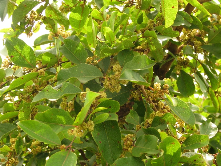 Axle Wood - Anogeissus latifolia