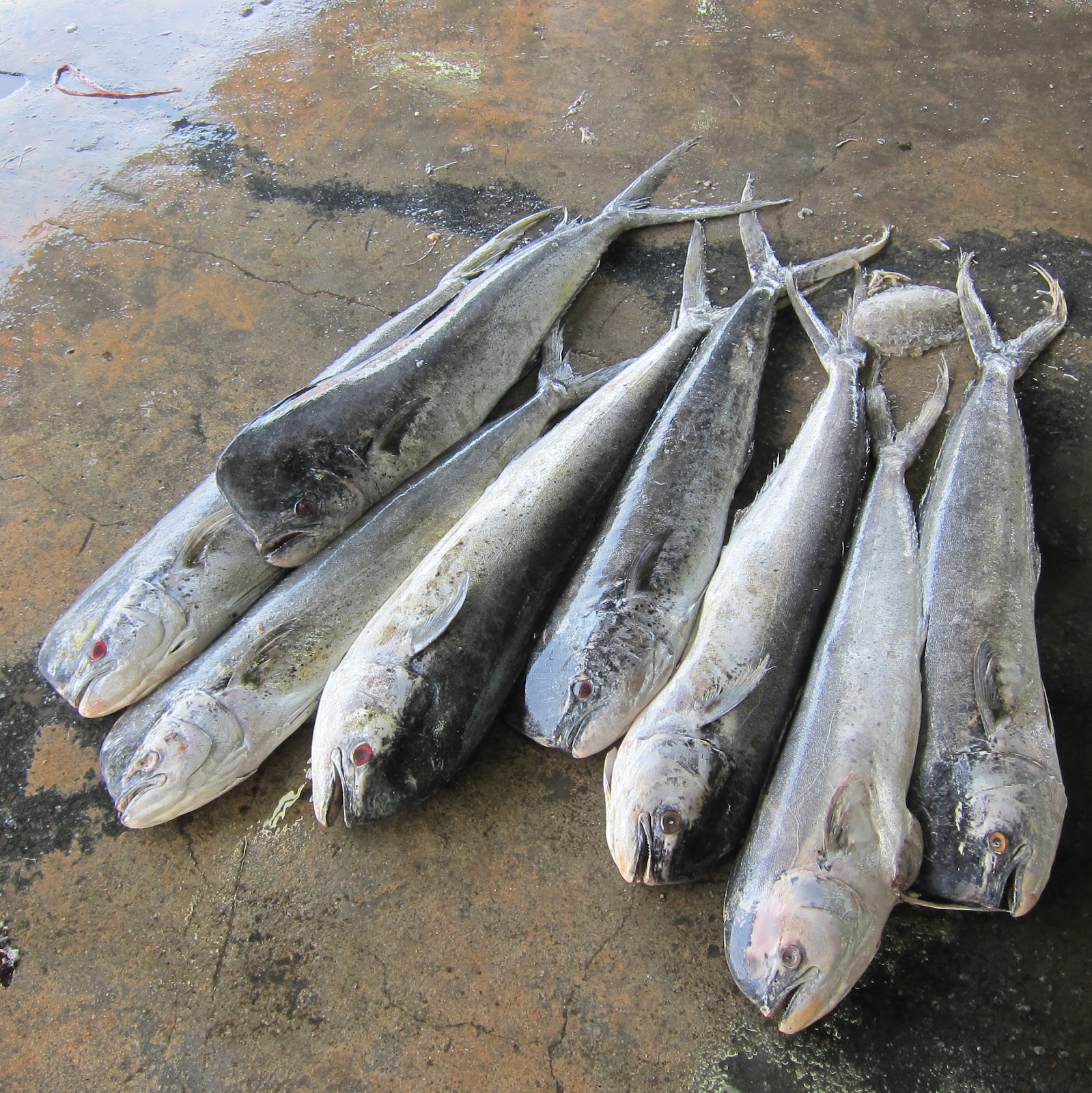 Where to Buy Fish in Pontian? Get Restaurant to Cook for You on the