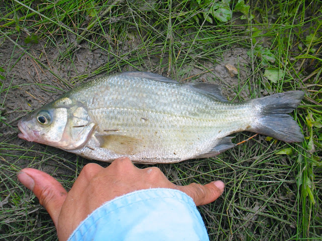 [Image: IMG_2971_post.jpg]