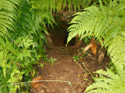 Raccontare un paese tane