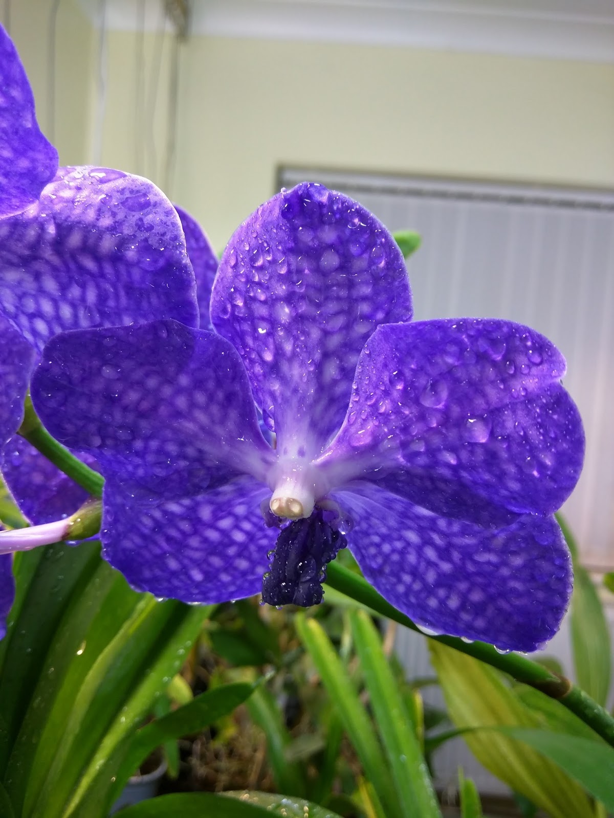 Kev's Orchids: Bloom Event - Vanda 'Blue Magic',