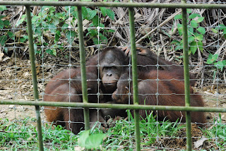 Bukit Merah Orang Utan Sanctuary Ersatz Expat