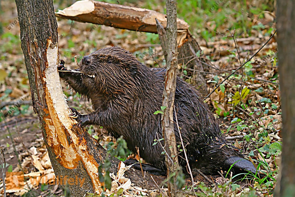 Info animales CASTORES Y AFINES