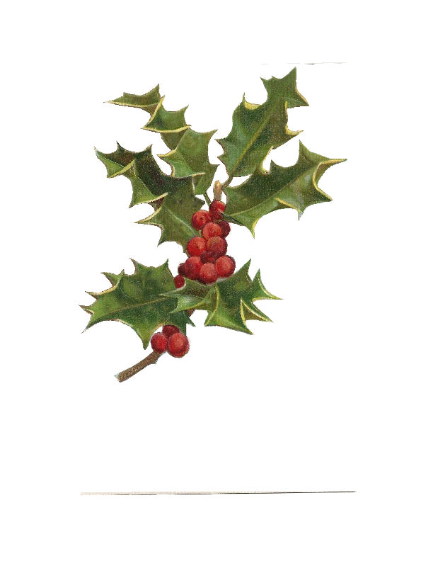 clipart christmas holly free - photo #38