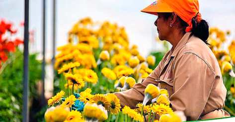 cultivar las flores desde casa como hacer un cultivo de flores en casa consejos y tips