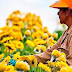 7 formas de cultivar flores en Casa