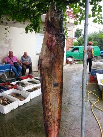 Tεράστιος γουλιανός στη Λίμνη Πολυφύτου-Δείτε τη φοβερή ψαριά