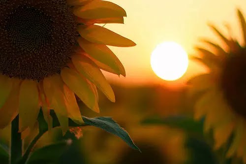 29+ Bunga Matahari Senja - Gambar Bunga HD