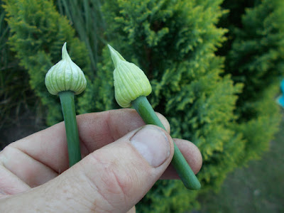Onion flower 80 Minute Allotment Green Fingered Blog