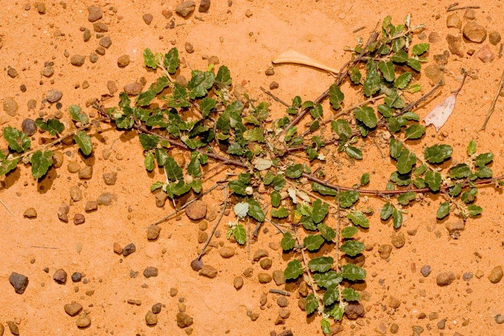 Toowoomba Field Naturalists THE ENDANGERED PLANT Commersonia