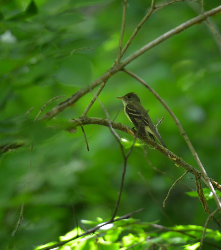 The loud call of the acadian flycatcher announces its present. He usually is harder to spot than he is to see.